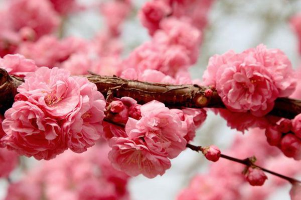 cherry blossoms