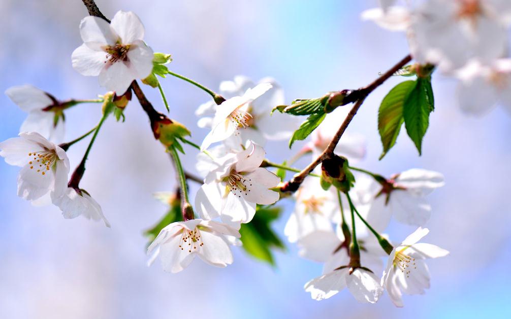 Common species of cherry blossoms