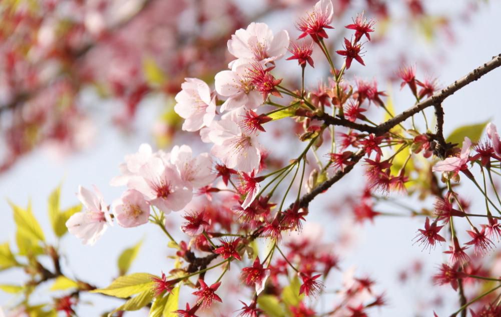 The flower language of cherry blossoms