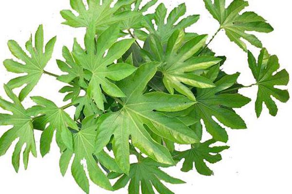 Fatsia japonica