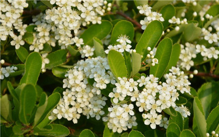 Pyracantha flower