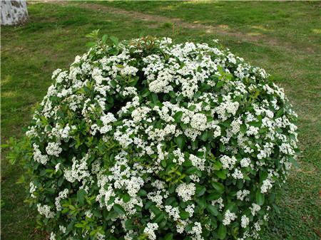 Pyracantha white flower