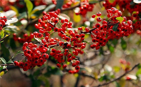 Pyracantha red fruit