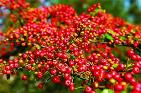 Pyracantha fruit