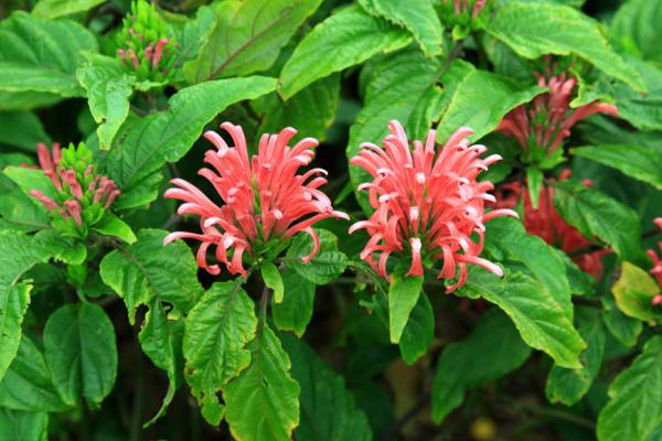 Coral flower