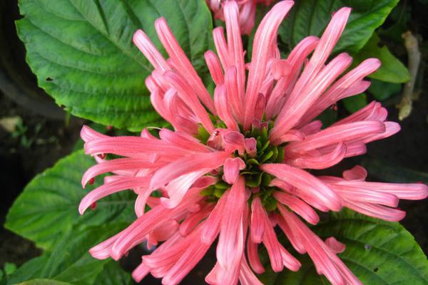 Pink Coral flower