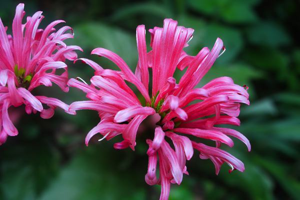 Beautiful pictures of coral flowers