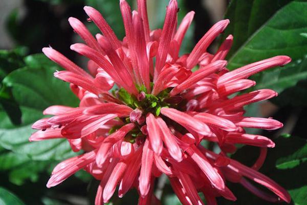 Gorgeous coral flowers