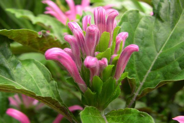 Complete pictures of coral flowers