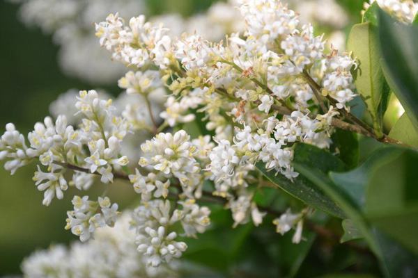 White privet