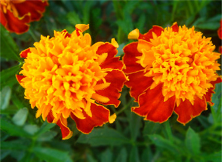 southern cone marigold
