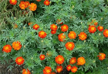 southern cone marigold