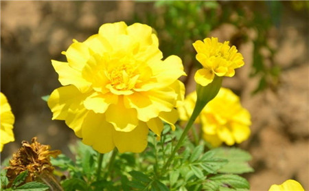 southern cone marigold