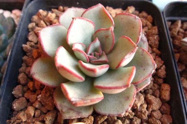 Echeveria moranii 