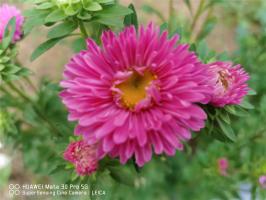 How to decorate green chrysanthemums into beautiful scenery