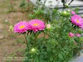 How to raise green chrysanthemum leaves and flowers