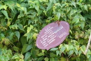 Shaping and pruning method of Begonia flower