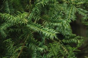 How to Plant Taxus seeds