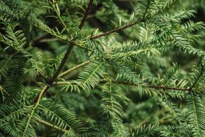 How to change the basin of yew