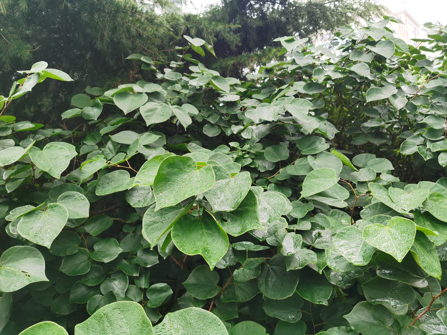 Bauhinia