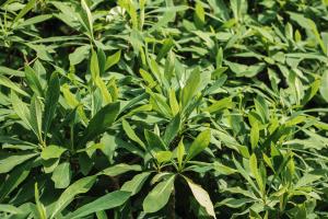 how many times do bedding plants need supplemental water