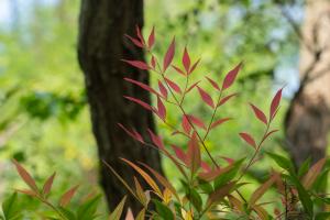 how to make aloe water from plant