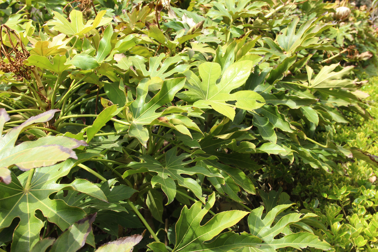 Fatsia japonica