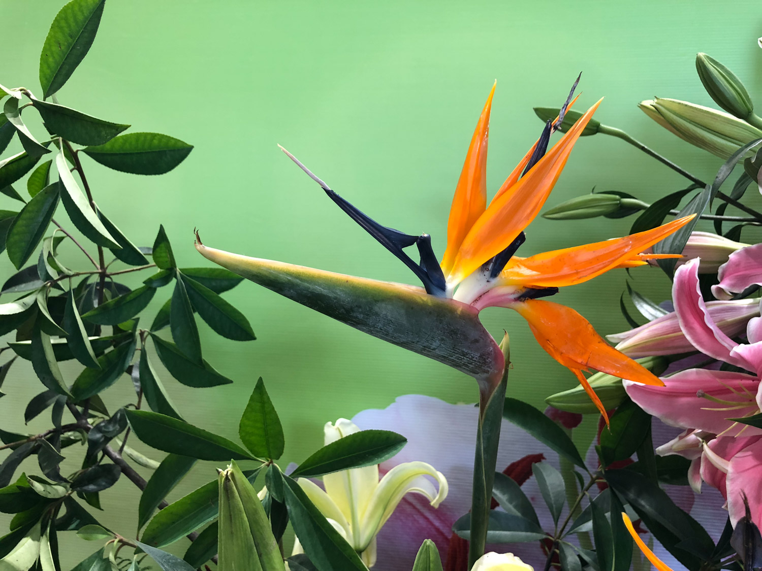 Bird of Paradise