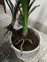 Basin changing method of Clivia