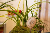 which plants like onion peel water