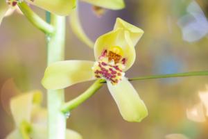 How to make orchid blossom more fragrant