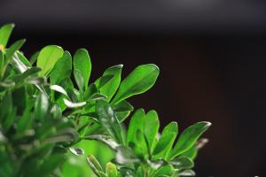 How to water and fertilize Milan flowers