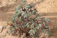 how to plant a bare root magnolia tree