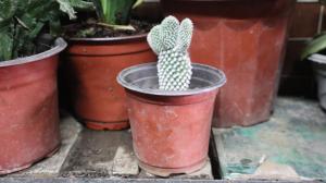 how far can a male pot plant pollinate