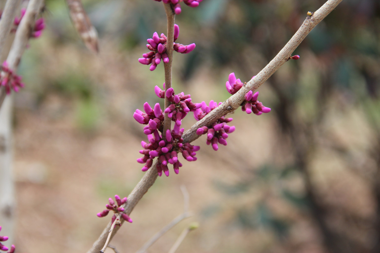 Bauhinia