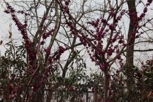 How to prune Bauhinia