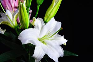 Lily balls are planted in this way to ensure that you can raise big and beautiful lilies