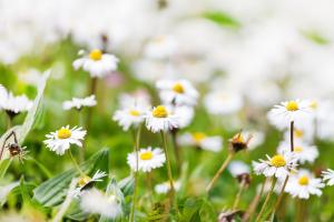 How to graft Chrysanthemum