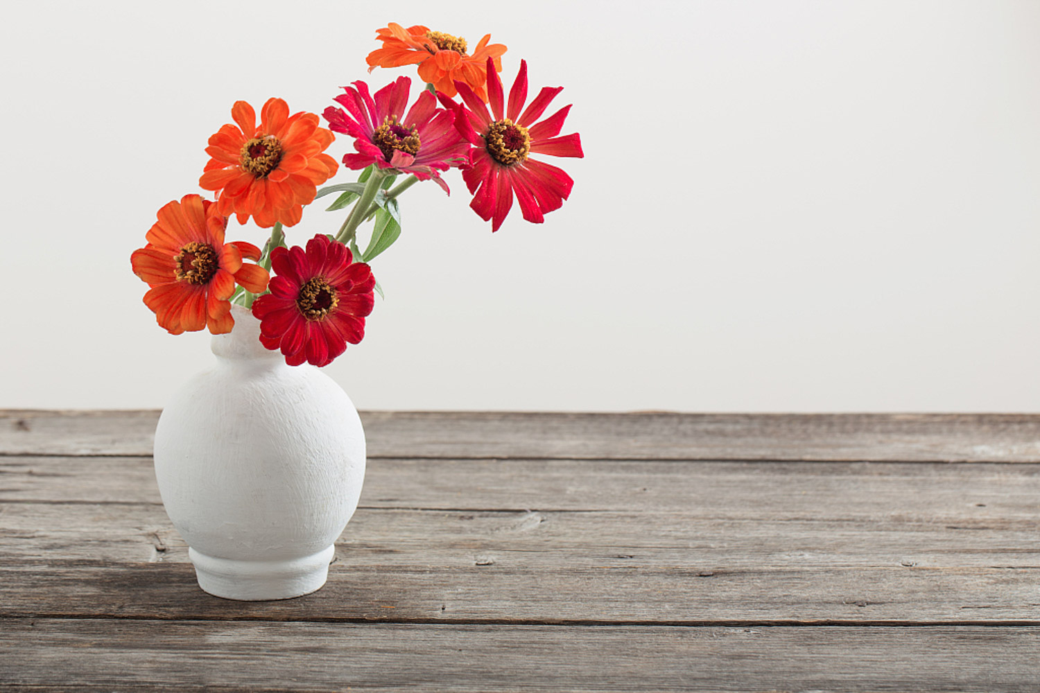 Barberton daisy