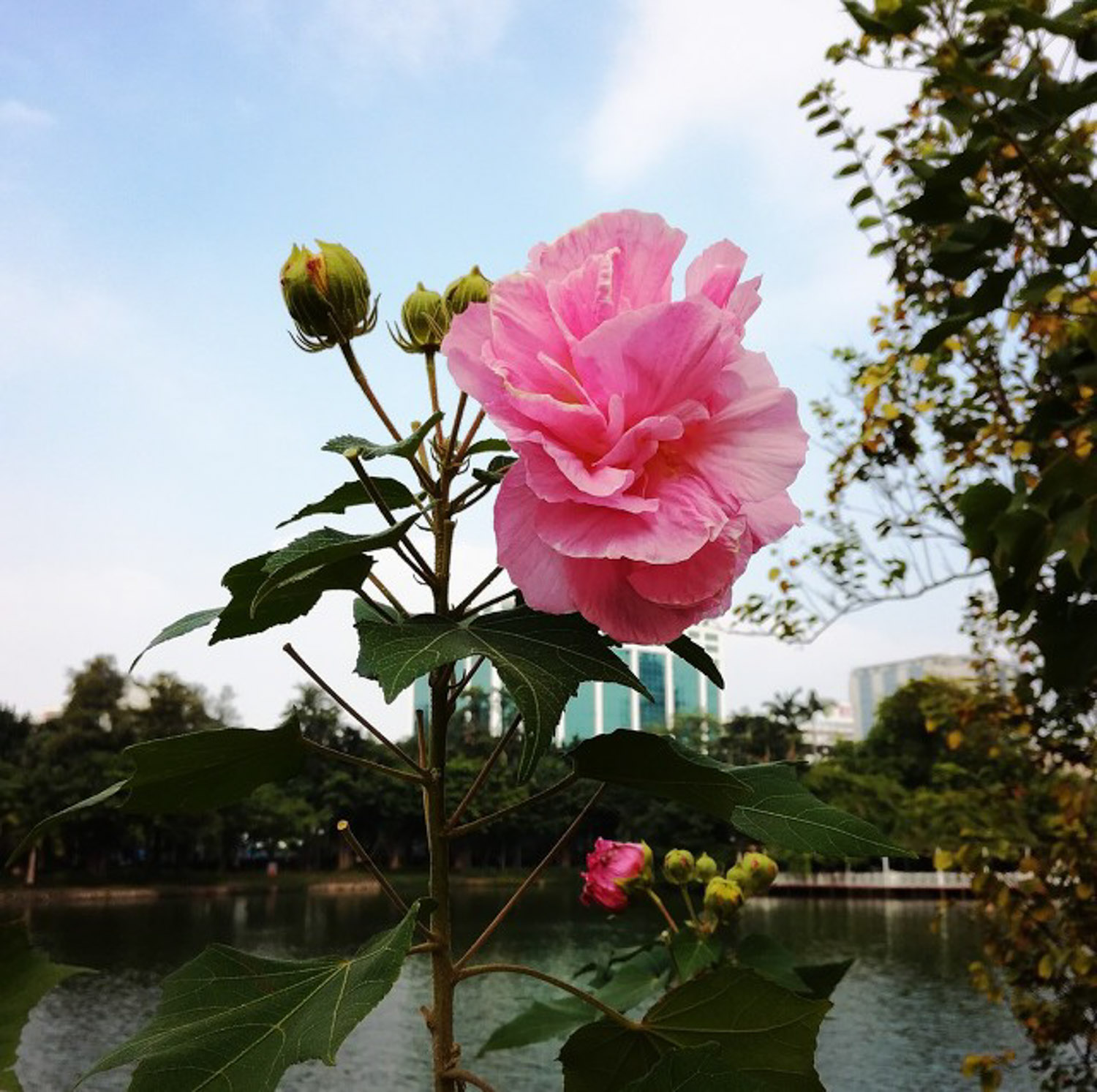 Cotton rose