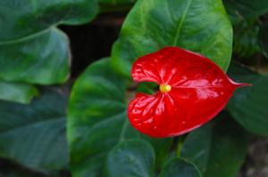 Small method for making Anthurium andraeanum blossom