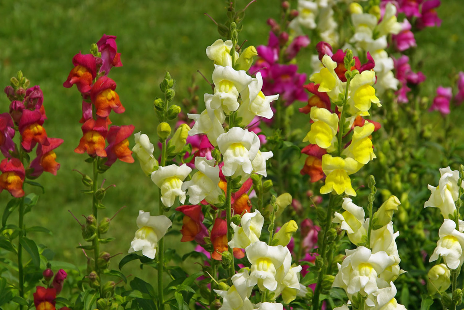 Snapdragon