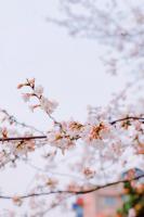 How to cut cherry blossoms