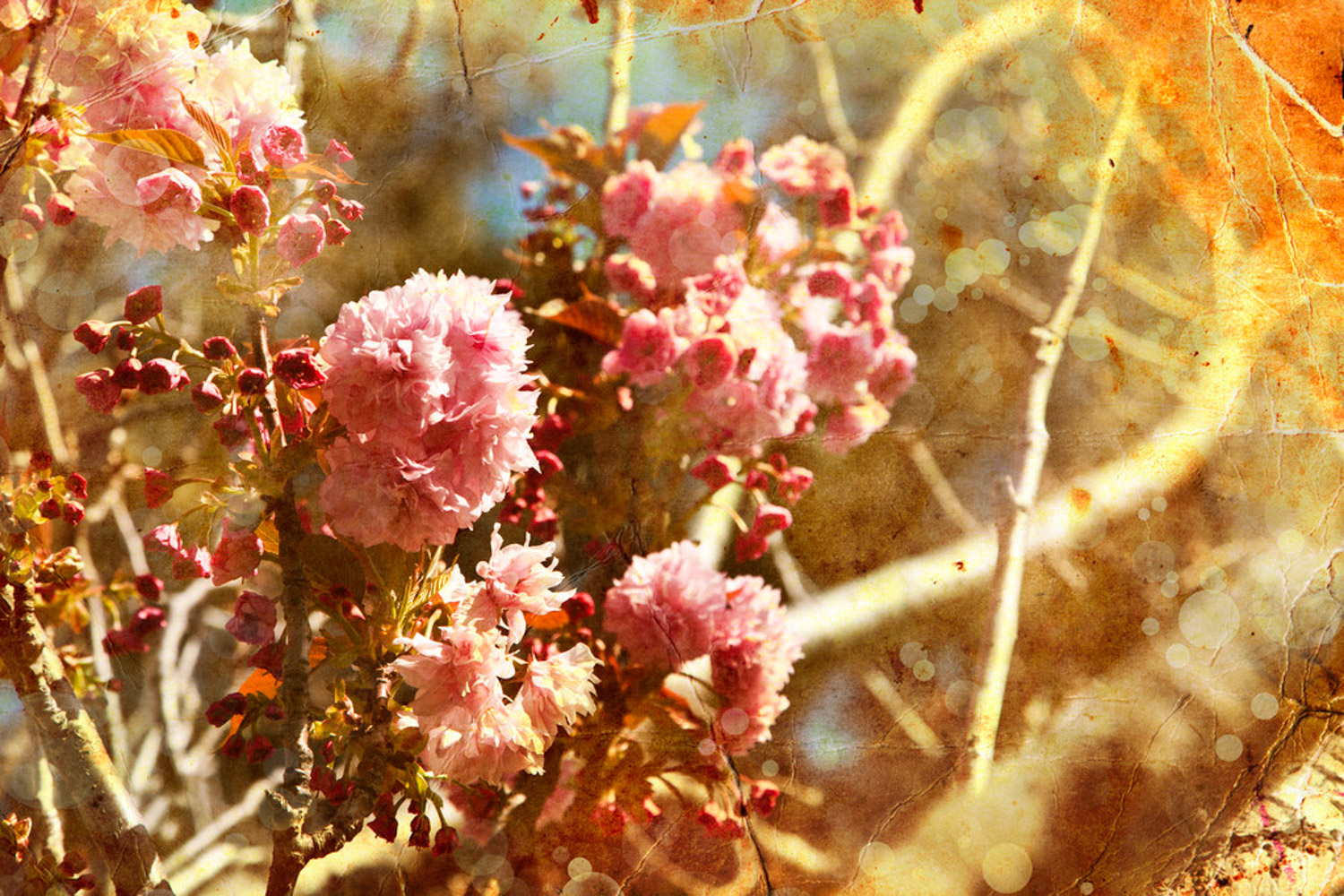 cherry blossoms