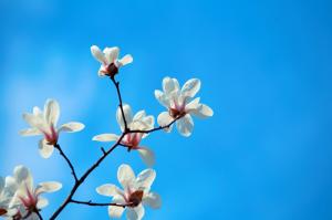 How to improve the survival rate of Magnolia grandiflora transplantation