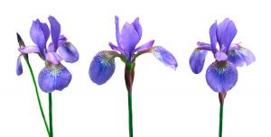 Iris transplantation method