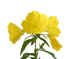 How to sow evening primrose