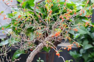 How to prune medlar