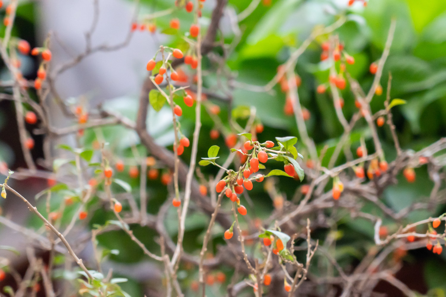 Chinese wolfberry