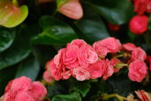 Your lig Begonia hangs up after the new year, but her is popular all year round. The secret is